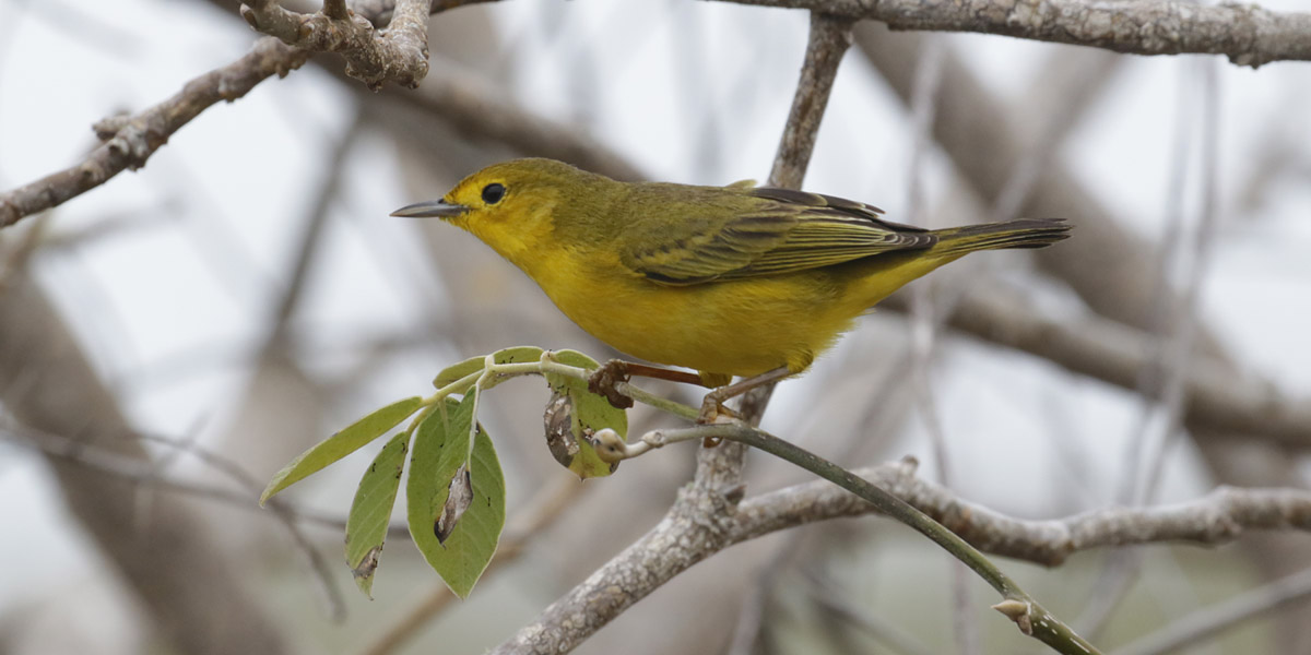 Yellow Warbler